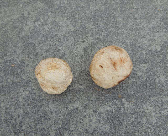 Mushrooms after test